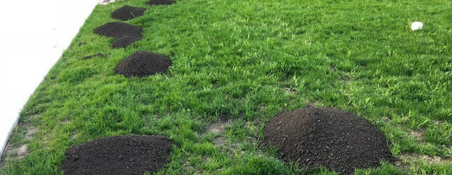 topdressing the lawn with soil