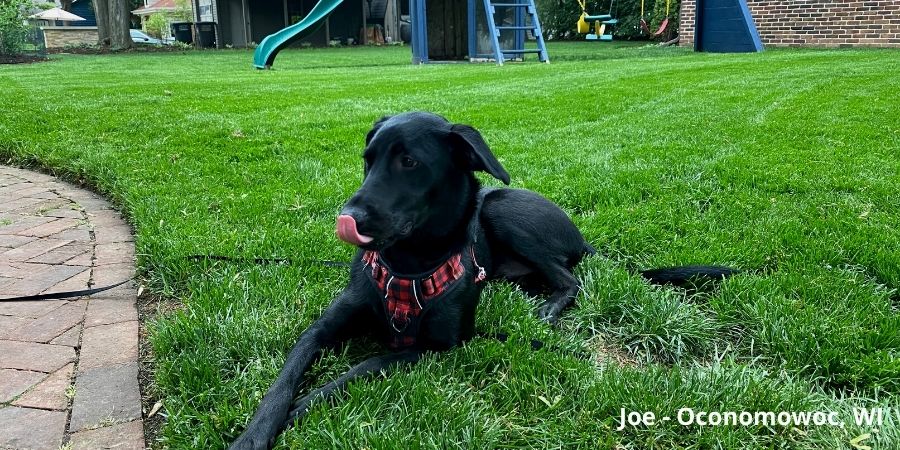 black lab sitting in green lawn