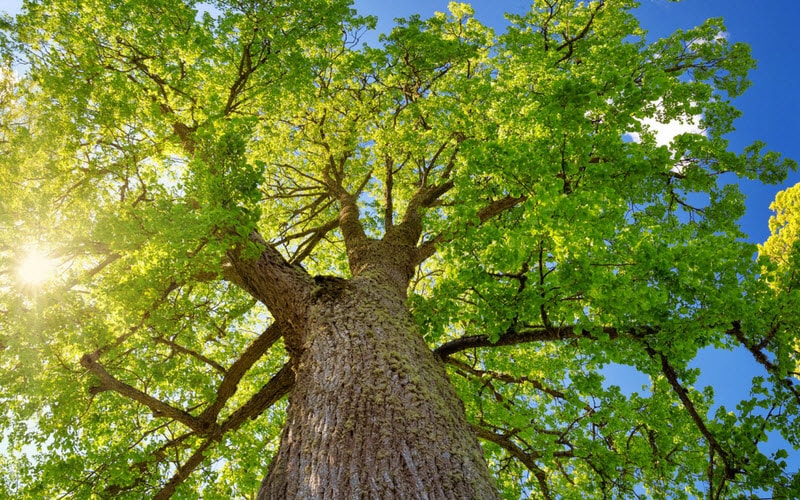 Tall tree in the sun