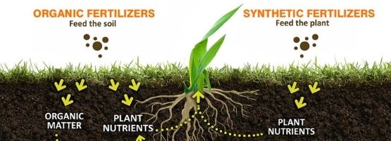 Organic_Vs_Synthethic_Fertilizer_thumbnail_555_x_201_px-min.jpg