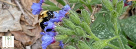 bee_pollinator_thumbnail_555_x_201_px.webp