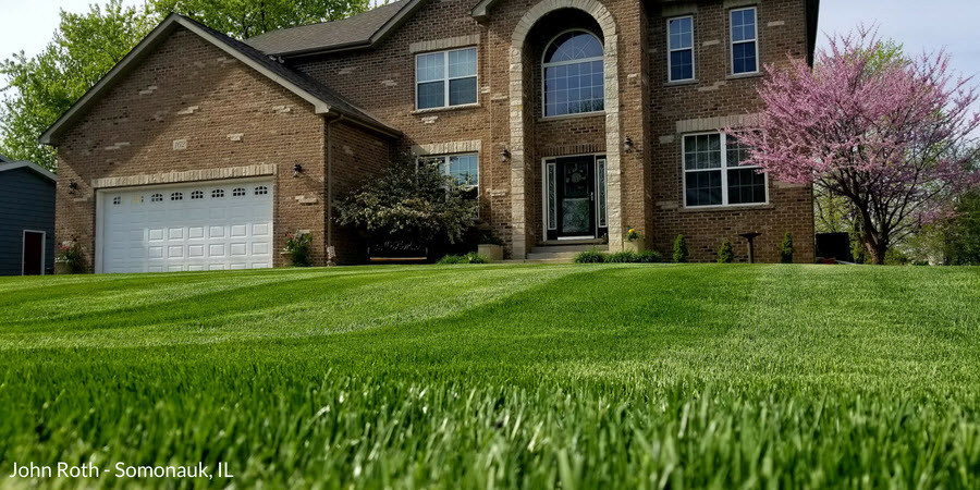 Thick green lawn