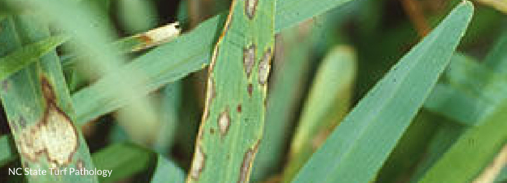 leaf spot grass disease