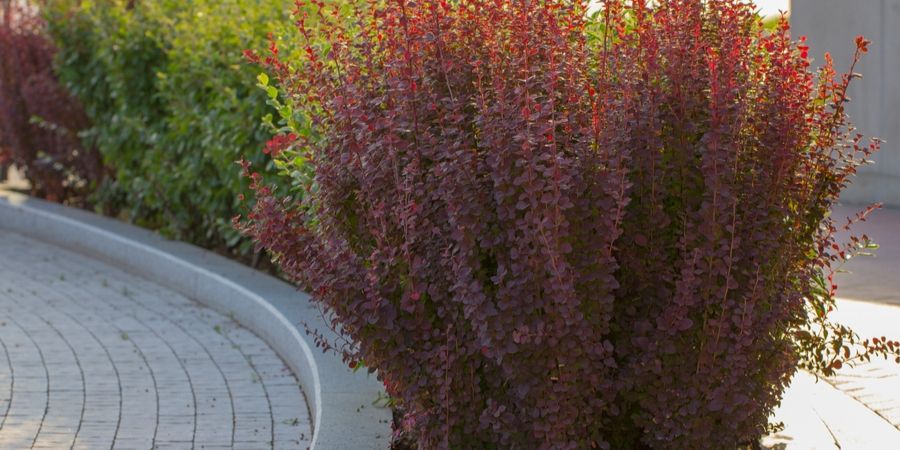 invasive barberry shurb