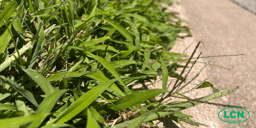 crab grass on a curb