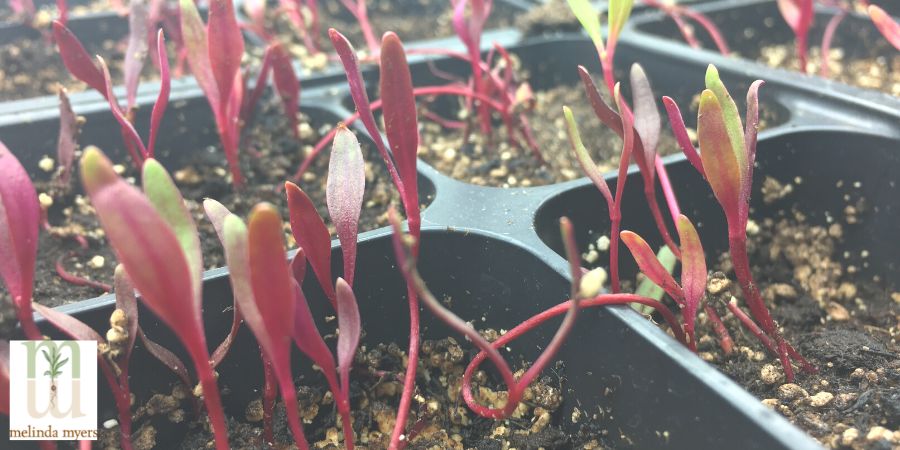 tray of red seedlings