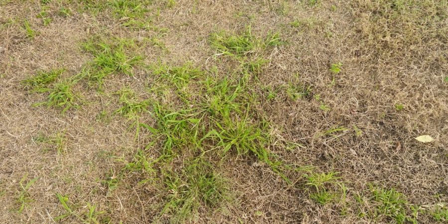 dead patch grass in lawn