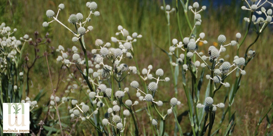 Rattlesnake Master Eryngium yuccifolium