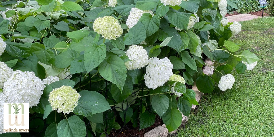 MM Hydrangea-arborescens.jpg(900 x 450 px).webp