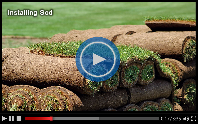 video screen shot of lawn