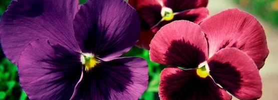 Growing plant pansy flowers