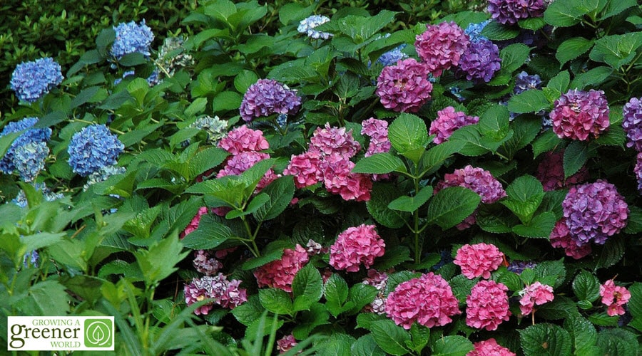 Classic old-fashioned mophead blue and pink hydrangeas 