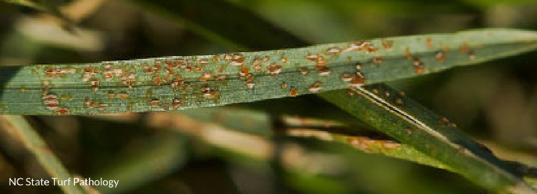 rust grass disease