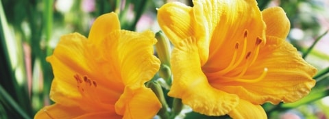 Bright yellow daylilies in the sunlight. 