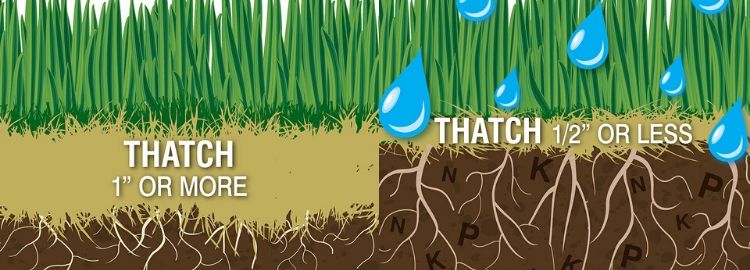 Thatch illustration of 1 inch or more and 1/2 inch or less