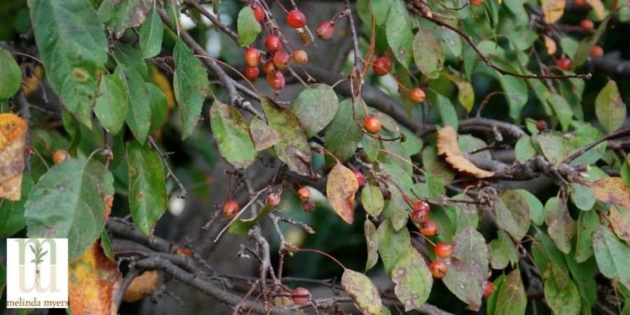 Crab Apple Tree With Scab Disease