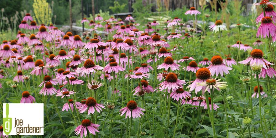 black eye susan wildflowers