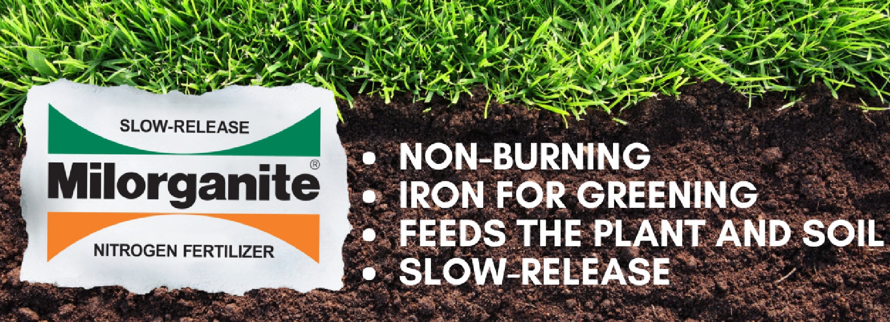 Milorganite fertilizer is made from slow-release nitrogen and feeds for up to ten weeks. 