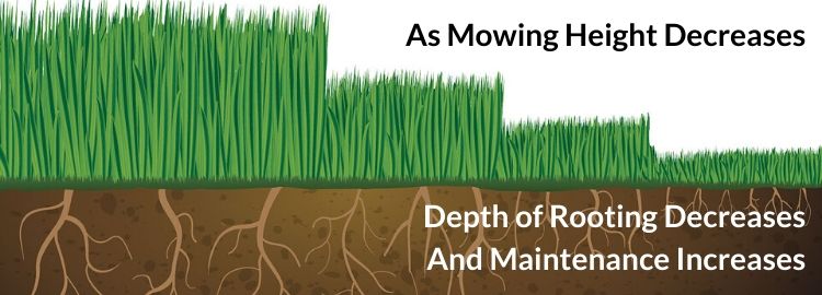 As mowing height decreases, depth of root decreases and maintenance increases
