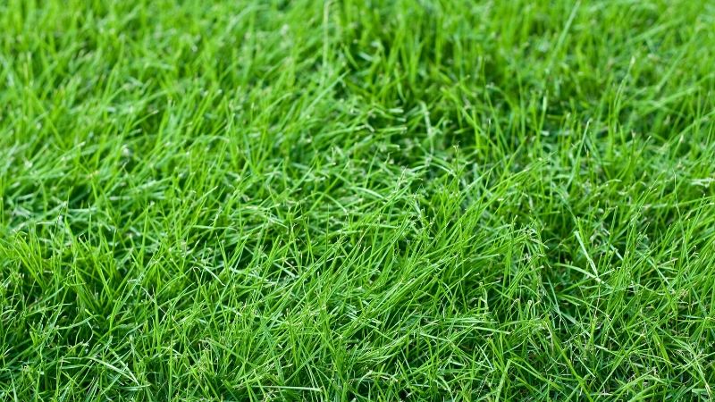 young fescue