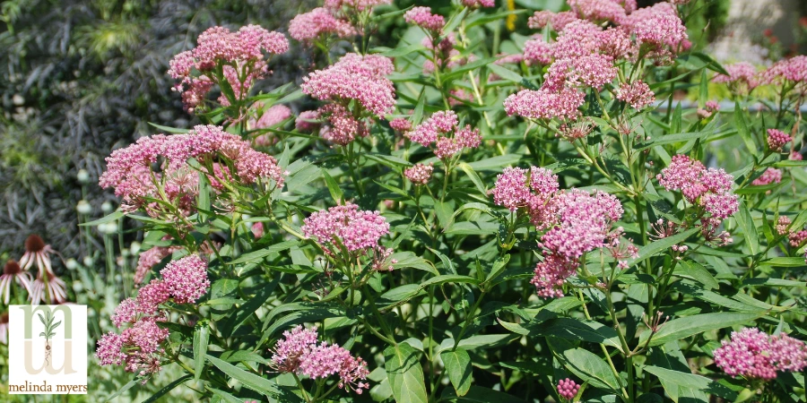 red milkweed Asclepias incarnata
