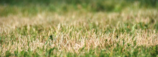 drought_thumbnail_555x201.webp