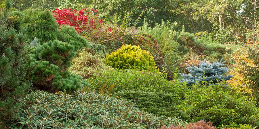 colorful trees and shrubs