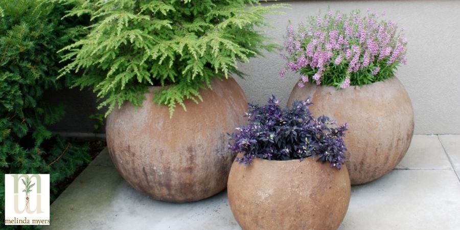 Hemlock Lavender Purple Flash in Containers