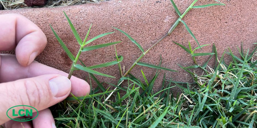 hand holding zoysia grass