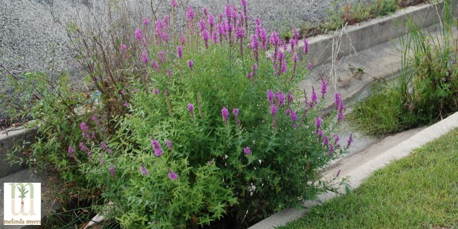 Purple Loostrife Invasive Plant