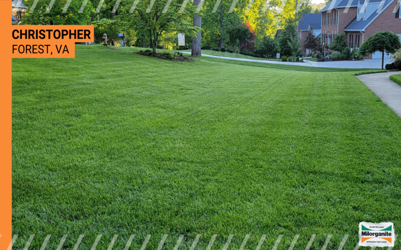 Before-and-after Milorganite picture Picture of lawn fertilized with Milorganite in Virginia.
