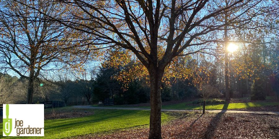 dormant tree