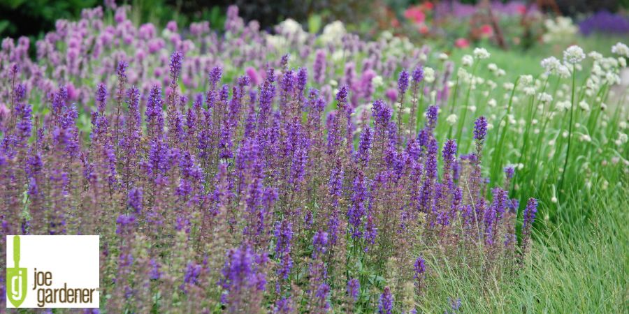 garden of purple wildflowers 