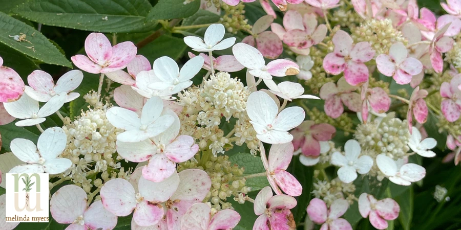 MM Hydrangea-Hydrangea-paniculata-Quickfire.jpg (900 x 450 px) (1).webp