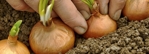 Someone planting bulbs in a garden.