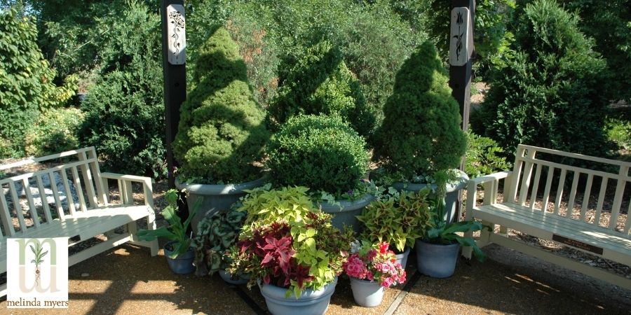 trees and shrubs in container