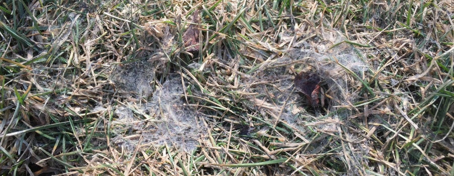 snow mold lawn disease