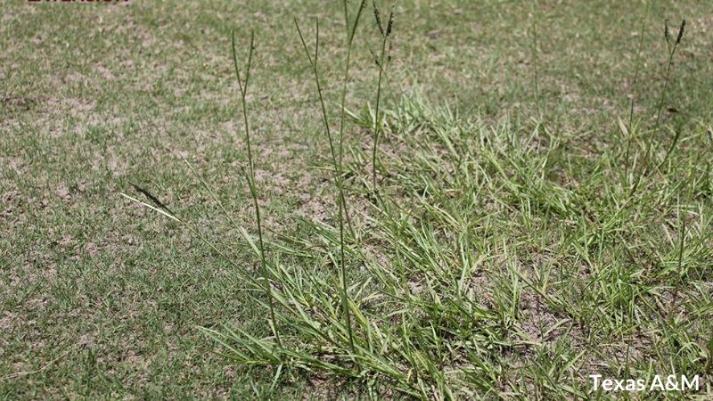 bahia grass