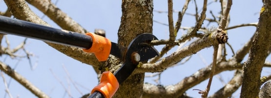 Pruning a tree.