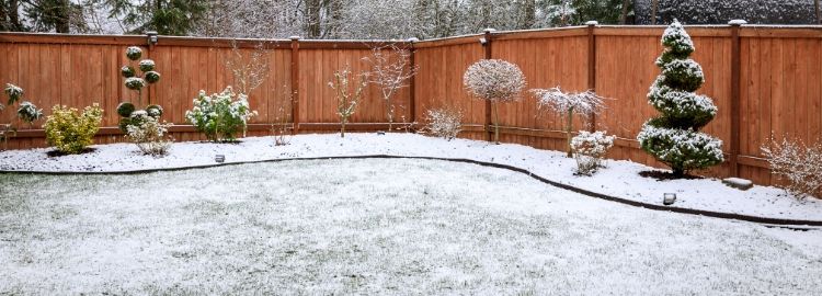 winter snow in the fenced backyard shrubs and grass