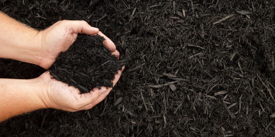 hands holding dark mulch over mulch landscaping