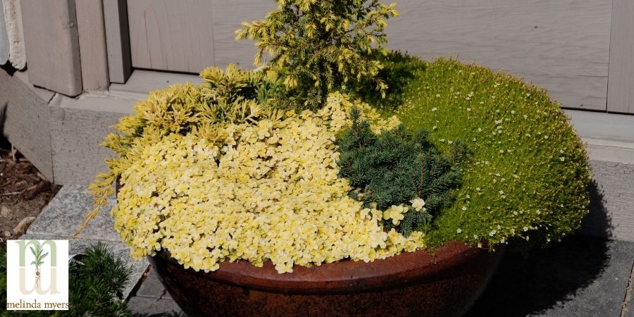 dwarf conifer in container