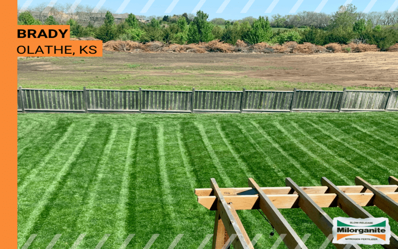 Green lawn Before and after of bright green lawn fertilized with Milorganite.