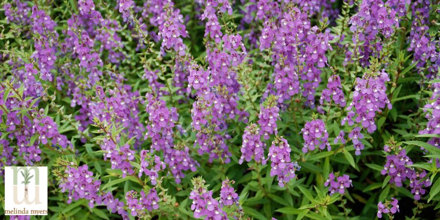 AngelMist-Lavender-Angelonia