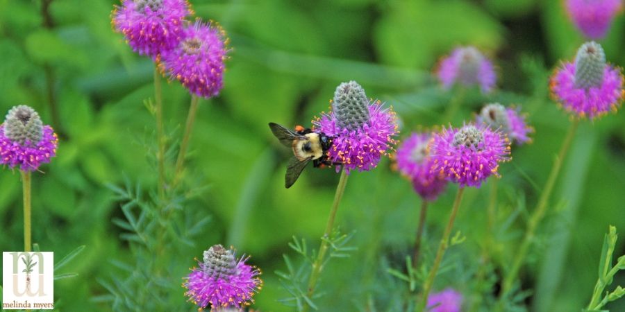 Milorganite Adding Native Plants to Your Landscape Brings Pollinators