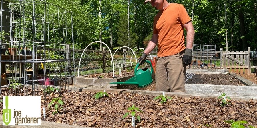 man in orange shirt using watering can on raised bed garden