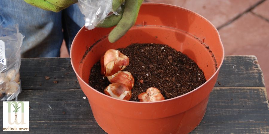 woman planting flower bulbs in container