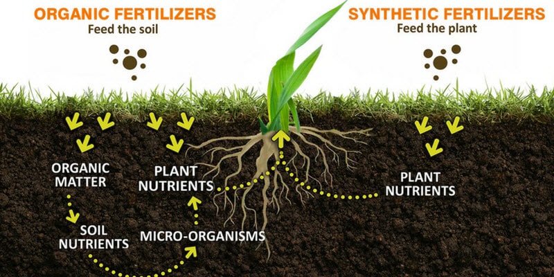 Organic vs Synthetic fertilizer