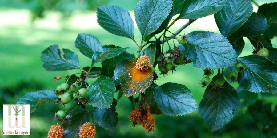 Hawthorne with Rust Disease