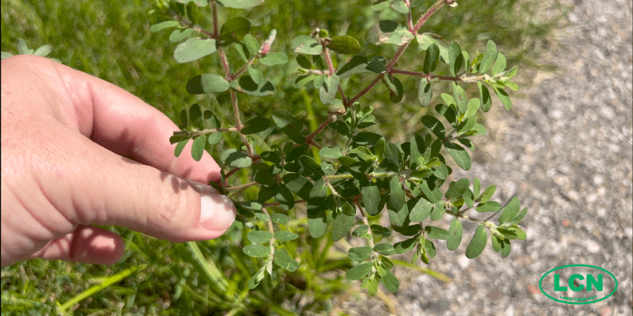 a hand grabbing garden spurge weed